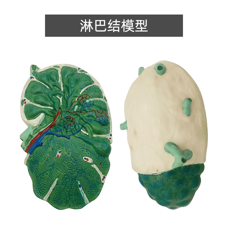 淋巴结解剖模型