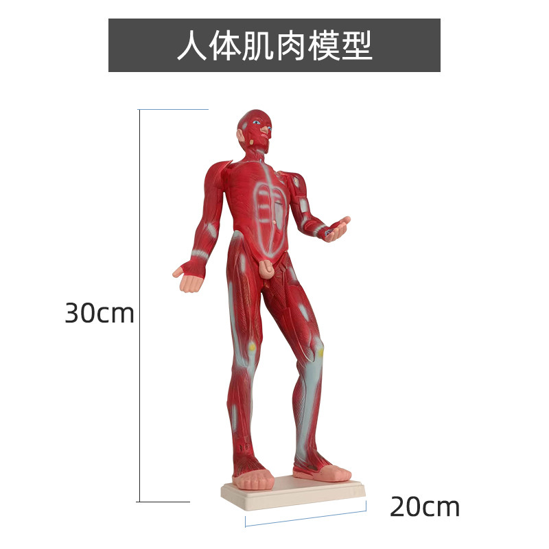 人体肌肉模型