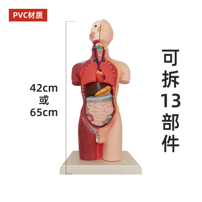 人体半身模型